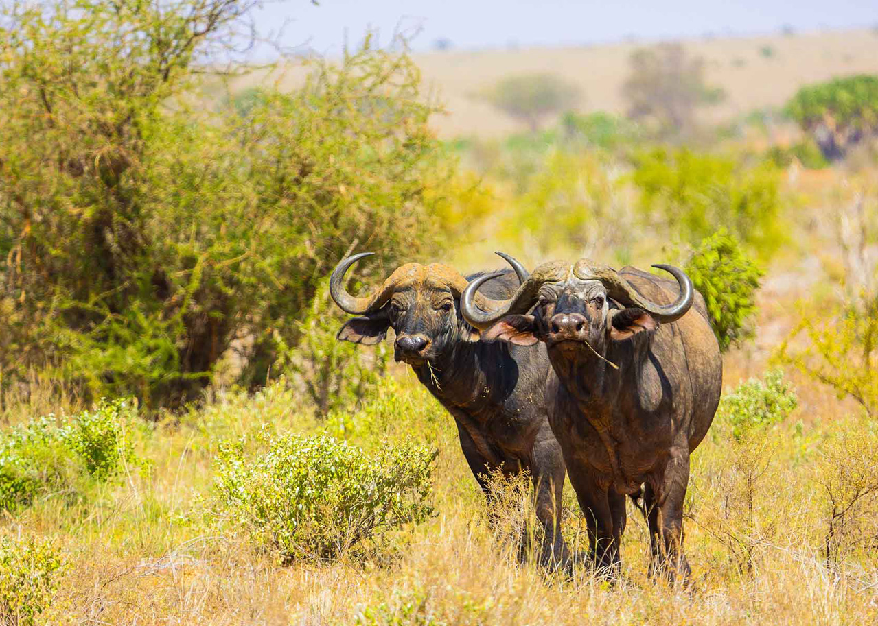 Tsavo East - Nostalgic Safaris and Adventures Ltd