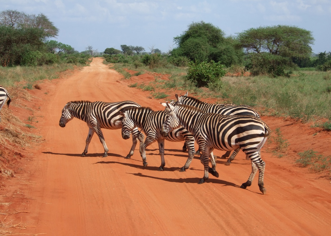 Tsavo East - Nostalgic Safaris and Adventures Ltd